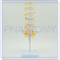 PNT-01212 modelo de buena calidad para OEM de vértebra lumbar